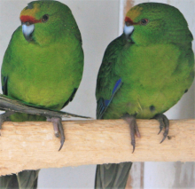 Birds for Stafford