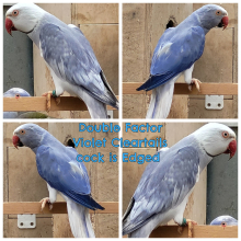 Quality Mutation Ringnecks for Stafford