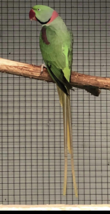 Bronze alexandrine