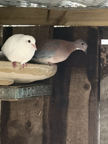 Laughing Doves