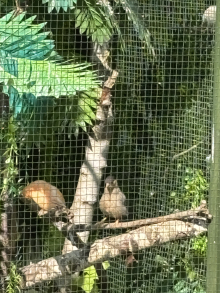 Pagoda Starlings 