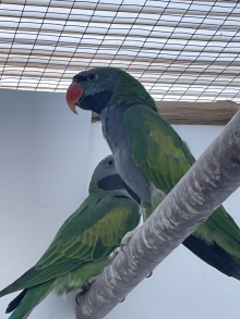 Derbyan parakeets 