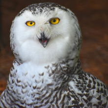 Two Adult female Snowy Owls 