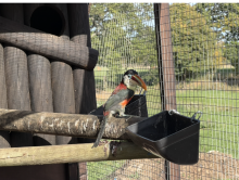 Curl crested Aracari 