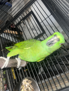 Proven Yellow Naped cock
