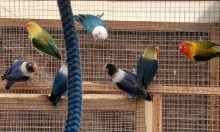 Lovebirds