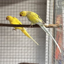 Ringnecks