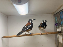 Quality birds