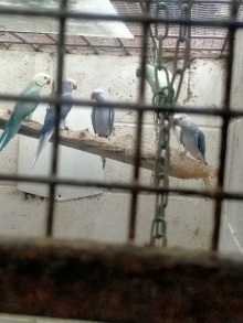 young adult ringnecks for sale