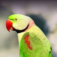 Alexandrine wanted