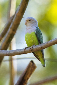 Madagascan love birds 