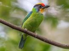 Barbets