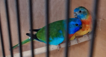 Splendid Parakeets
