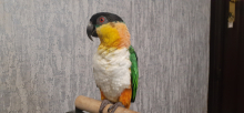Senegal parrot black headed