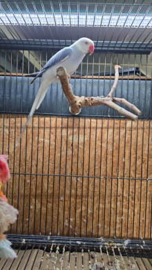 Ringnecks for sale