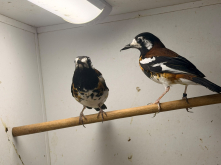 Quality birds