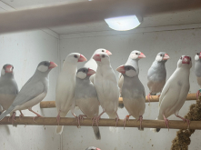 Quality birds