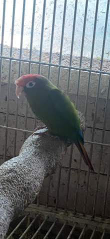 FREE Rose crown conure hen