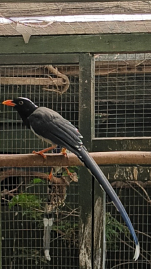 Cock red billed blue magpie