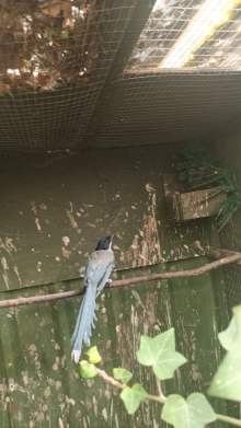 Cock azure magpi