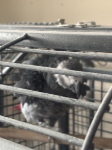 proven male african grey