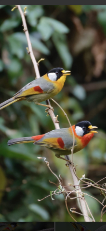 Silver eared messias Newark