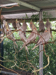 Cockatiels