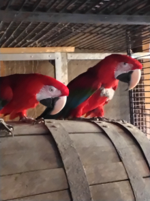 Greenwing macaws