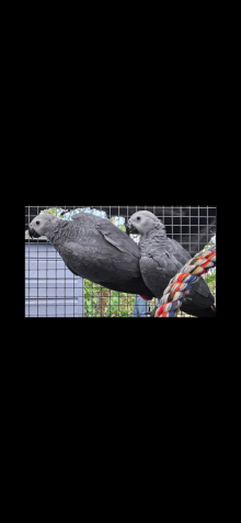 AFRICAN GREY 2026 COCK WANTED