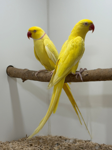 Lutino Ringneck Pair