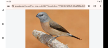 Pearl headed silverbills wanted 