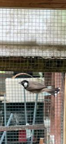 White eared bulbul male 