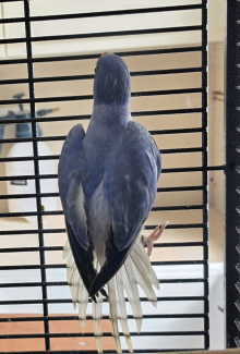 opaline cleartails