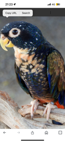 Beonze wing pionus hen proven to me