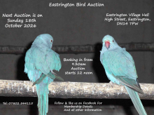 EASTRINGTON BIRD AUCTION - 18th OCTOBER