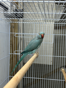 Proven Ringneck hen