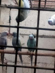Proven mutation ringnecks pairs