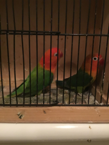 WANTED,opaline Fischer lovebirds