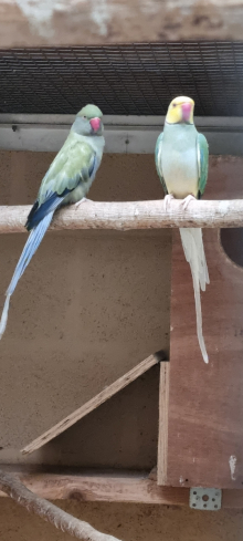 MUTATION RINGNECKS