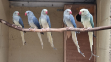 MUTATION RINGNECKS