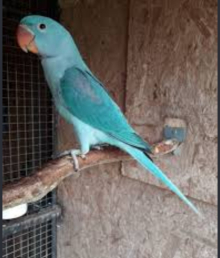 Blue Alexandrine