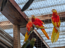 Bourke's Turqs Elegants Plumbheads