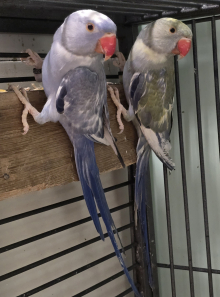 Young Ringnecks!!!