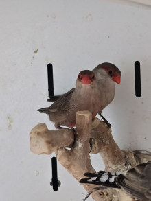 St Helena pair!!