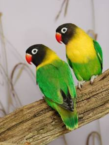 Green masked lovebirds wanted