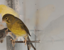 Canaries.