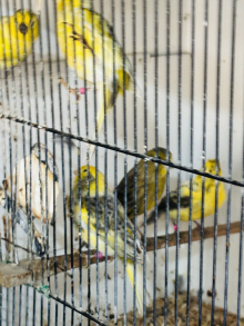 London Fancy Canaries Newark