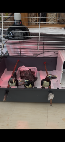 Green aracari