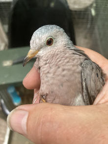 Common Ground Doves