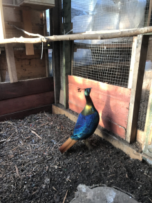 Cock Monal pheasant going to newark